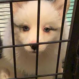 American Corgi, Miniature Australian Shepherd, and Pembroke Welsh Corgi Puppies from Rafter C Aussies & Corgis