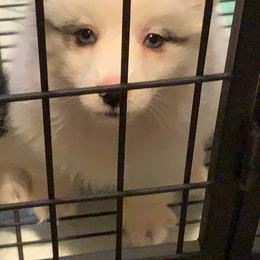 American Corgi, Miniature Australian Shepherd, and Pembroke Welsh Corgi Puppies from Rafter C Aussies & Corgis