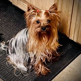Vika - Yorkshire Terrier