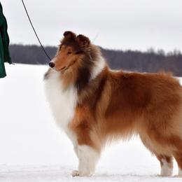 Collies from Little Cypress Collies