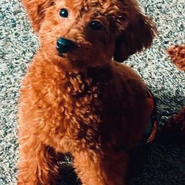 Poodle Puppies from ShesoPoodles