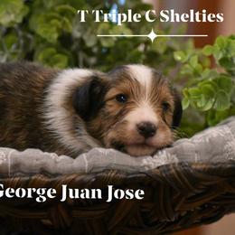 George- Orange Collar - White and sable male Shetland Sheepdog puppy in Gladbrook, Iowa from T Triple C Shelties