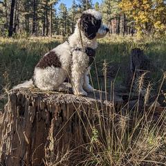 Goldendoodle and Springerdoodle Puppies from Springerdoodles Plus AZ