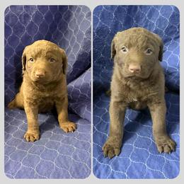 Boy 2 - Brown male Chesapeake Bay Retriever puppy in Jacobson, Minnesota from Ball Bluff Kennel