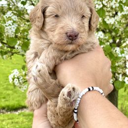 Goldendoodle Puppies from Ohio Mini Goldendoodles for Sale