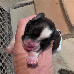 Girl brindle and white - Tricolor female Shih Tzu puppy in Missouri from Farm Animal Mommy Shih tzu's Michalek Dog Breeder