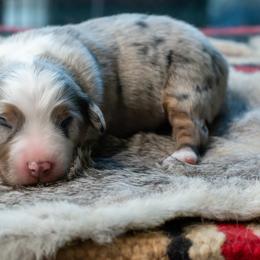 Holly - Blue merle female Australian Shepherd puppy in Decatur, Texas from Wyldrose Australian Shepherds