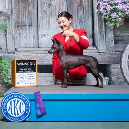 American Hairless Terriers and Great Danes from Lazuli Great Danes & Bare Necessities American Hairless Terriers