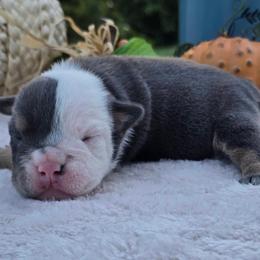Anne - Blue tri-color female Bulldog puppy in Hopkins, Missouri from Mowry Creek Mini Aussiedoodles and More