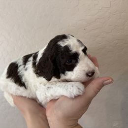 Scotty - Parti male Goldendoodle puppy in Surprise, Arizona from Arizona West Valley Goldendoodles