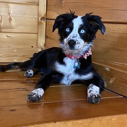Miniature Australian Shepherd All Grown Up from ST. J’s Mini Aussies