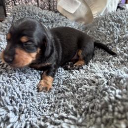 Dopey - Black and tan male Dachshund puppy in Chelsea, Oklahoma from Renee's Dachshund's