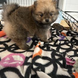 Girl 2 - Red sable female Pomeranian puppy in Harpers Ferry, West Virginia from Brandie Kelley