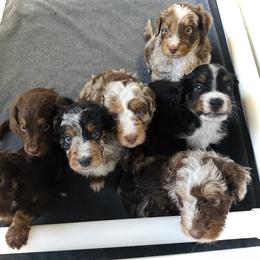 Australian Mountain Doodle, Bernedoodle, and Goldendoodle Puppies from Wynterwood Doodles