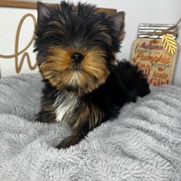 Red collar- Ready now - Black and tan male Yorkshire Terrier puppy in Cornelia, Georgia from Kruz Kennels
