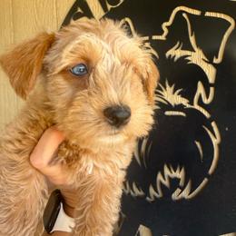 Chai (green collar) - Wheaten male Miniature Schnauzer puppy in Fort Worth, Texas from Sissy’s Schnauzers