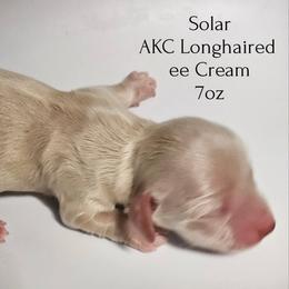 Solar - Cream male Dachshund puppy in Hoquiam, Washington from Heyd's Mini Dachshunds