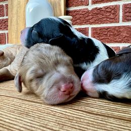 Goldendoodle and Poodle Puppies from SnickerDoodlePups