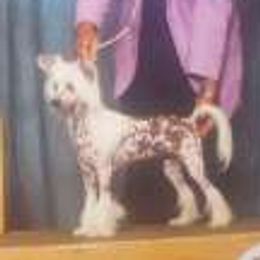 Pinky - Chinese Crested