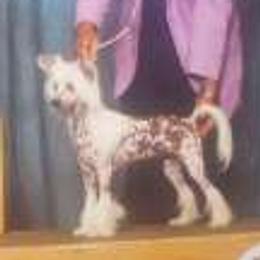 Pinky - Chinese Crested