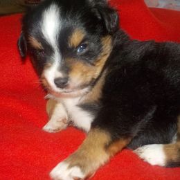 Toy Australian Shepherd Puppies from Jackie lutz