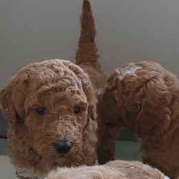 Goldendoodle Puppies from Americana Paws