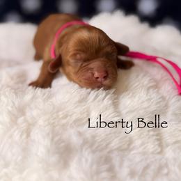 Liberty Belle - Red and white female Cockapoo puppy in Alexandria, Alabama from Bright and Beautiful Cockapoos and Doodles