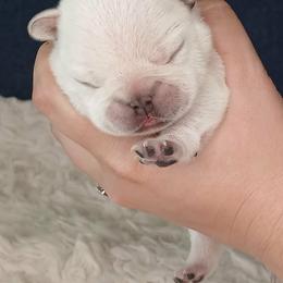 French Bulldog Puppies from Diamond Dreams French Bulldogs