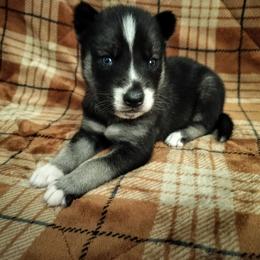AKC Lancelot - Agouti and white male Siberian Husky puppy in Cedarville, Ohio from Evereve Kennels