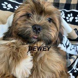 DEWEY Temp. Name Means BELOVED JB2 MALE FLORIDA CHAMPION ANCESTRY - Red male Lhasa Apso puppy in Bell, Florida from Maryann & Kandis