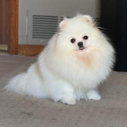 Slivka - Pomeranian