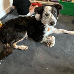 Ash - Blue male Border Collie puppy in Chattanooga, Tennessee from Ross Vegas Kennels