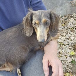 Luna - Dachshund