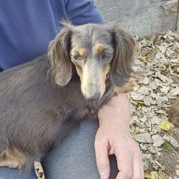 Luna - Dachshund