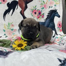 Dark Solid Remarkable Male - Brown male Boerboel puppy in Mansfield, Texas from Dynasty Blue Ridge Boerboel