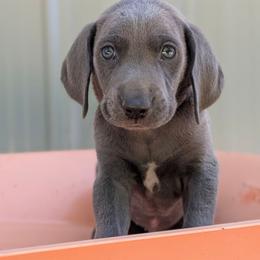 Carson - Blue male Weimaraner puppy in Evart, Michigan from Drehbar Weimaraners