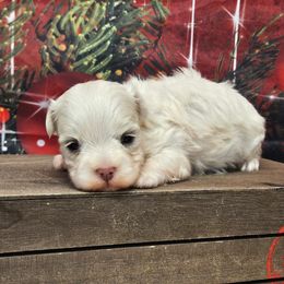 Angel - White female Maltese puppy in Monticello, Iowa from Ashley’s Puppies