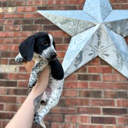 Nori - Piebald female Dachshund puppy in Westport, Kentucky from Lonestar Creek Farm