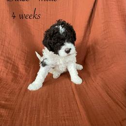 Blaze - Brown male Lagotto Romagnolo puppy in Minster, Ohio from 1880 Lagotto