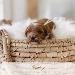 Sunday - Red  female Goldendoodle puppy in Syracuse, Florida from The Doodle Cove