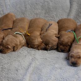 Saffron - Golden male Golden Retriever puppy in Payette, Idaho from Stonewick Retrievers