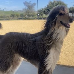 Afghan Hounds from Ancient Afghan Kings