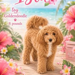 Isla - Goldendoodle