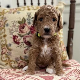 Applejack- Yellow - Apricot female Goldendoodle puppy in Bay City, Texas from Charming Doods Goldendoodles