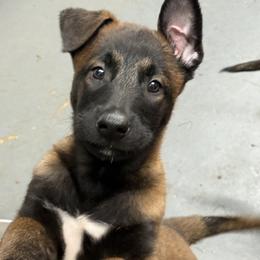 Boy 2 - Mahogany male Belgian Malinois puppy in Newburyport, Massachusetts from Runchkin Hill K9