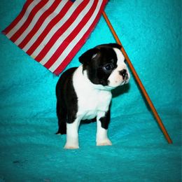 Boston Terrier and Italian Greyhound Puppies from 4Ever Boston Terriers & Italian Greyhounds