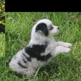 Miniature Australian Shepherd and Toy Australian Shepherd Puppies from TK Mini Aussies