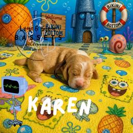 Karen - Mahogany and white female Basset Hound puppy in Tollesboro, Kentucky from Low and Slow Bassets