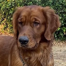 Brandy - Golden Retriever