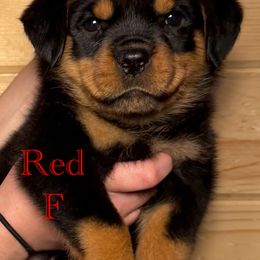 Rottweiler Puppies from Obsessions Rottweiler